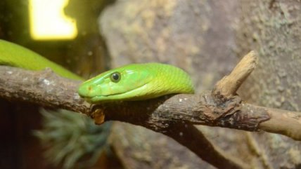 Las serpientes venenosas que llegaron al zoológico de Buin