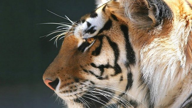 México: Tigre atacó y mató a domador en medio de una presentación circense