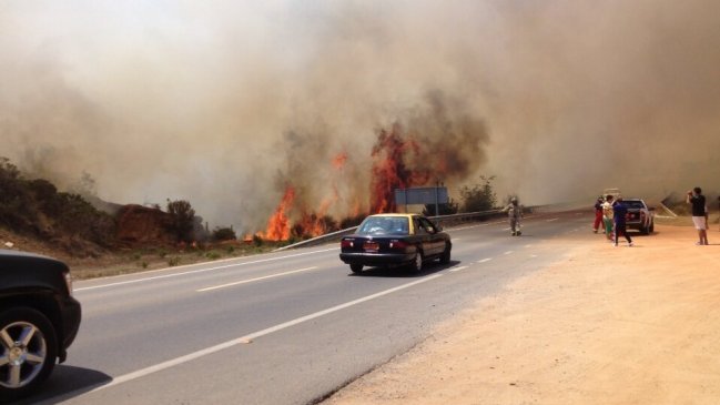 Incendio forestal se desató en Algarrobo