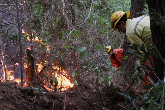 Intendente de Valparaíso: Los incendios forestales están controlados