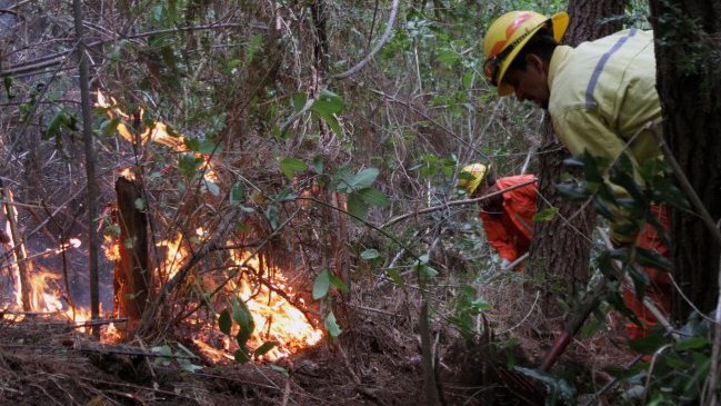 Intendente de Valparaíso: Los incendios forestales están controlados