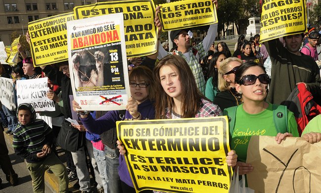 Párroco de Valparaíso interpuso recurso judicial contra animalistas