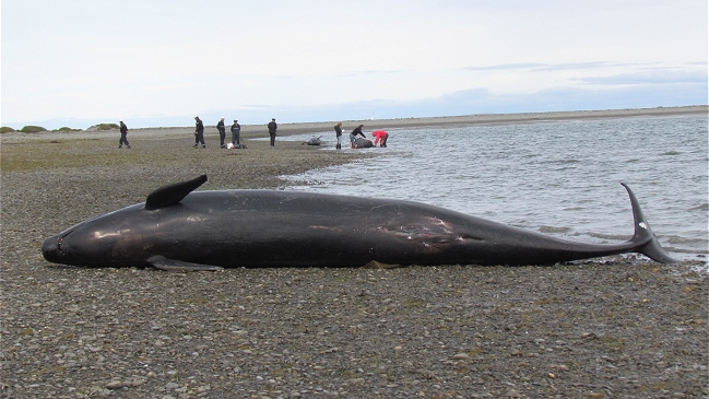 Orcas negras vararon en el estrecho de Magallanes