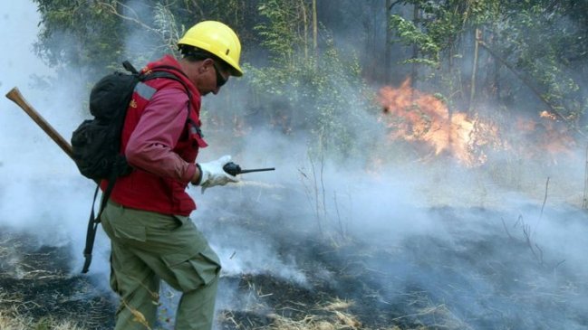 Incendio forestal en Limache consumió 26 hectáreas