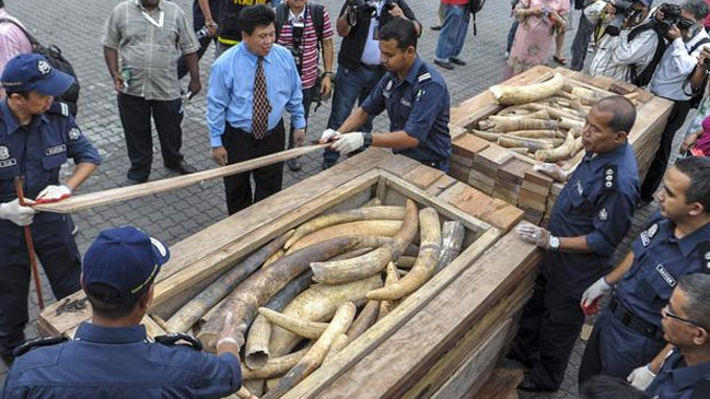 Interpol reveló cientos de ventas ilegales de marfil en internet