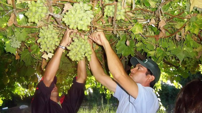 Agricultores protestan por bajo precio de las uvas