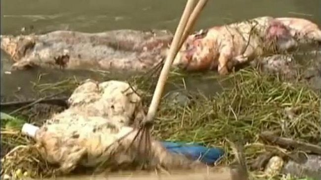 China: Criadores tiraron más de 3.300 cerdos al río