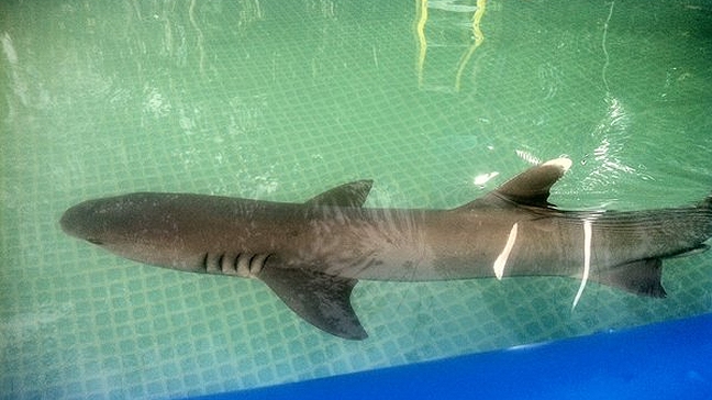 Muerte de tiburón por estrés levantó el enojo de los animalistas