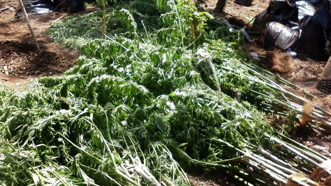 Dos sujetos fueron detenidos por tráfico de marihuana