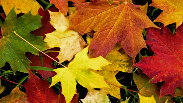 Comenzó oficialmente el otoño
