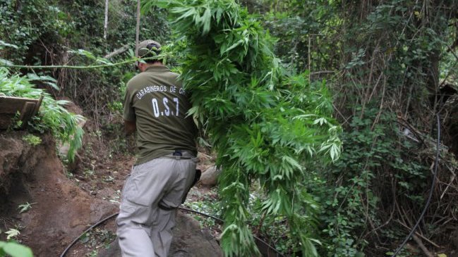 El debate sobre la despenalización de la marihuana