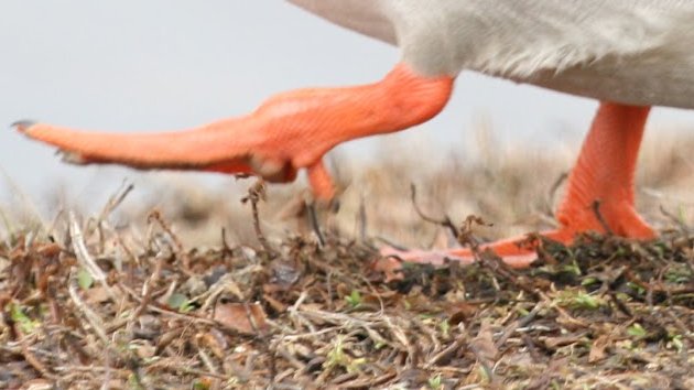 Un millar de patos aparecen muertos en un río del oeste de China