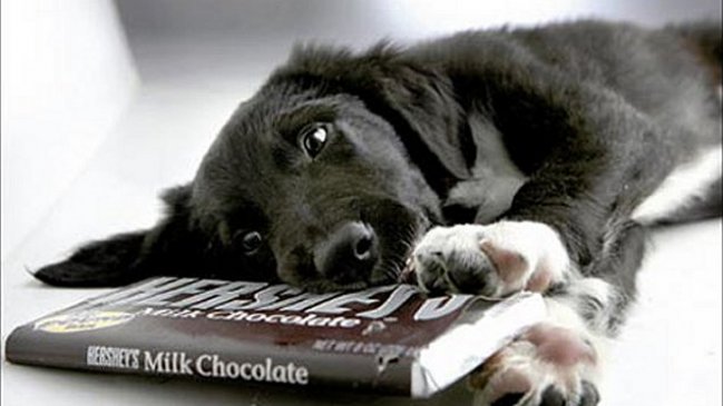 Los chocolates pueden matar a su perro