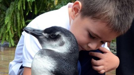 Pingüino fue adoptado por una familia de Talca