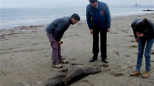 Autoridades indagan muerte de lobos marinos en Coquimbo
