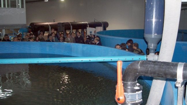 Autoridades llamaron a la calma tras detección de virus ISA en salmoneras