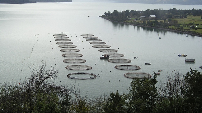 Gobierno llamó a salmoneros a convivir con el virus ISA y 