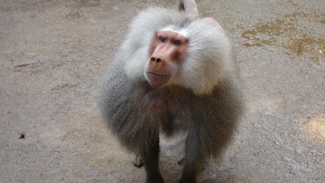 Familia de niño mordido por mono anunció acciones legales contra el zoológico