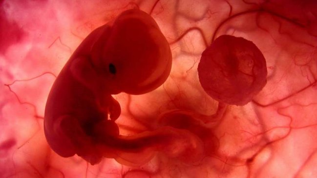 Estudio demostró que células madre de la placenta pueden regenerar el hígado