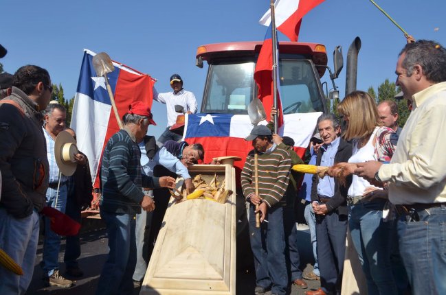 Agricultores del Maule se sienten en desventaja por salvaguardia al maíz