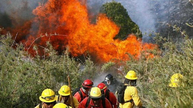 Maule: Incendios quemaron 8.000 hectáreas menos que en temporada 2012
