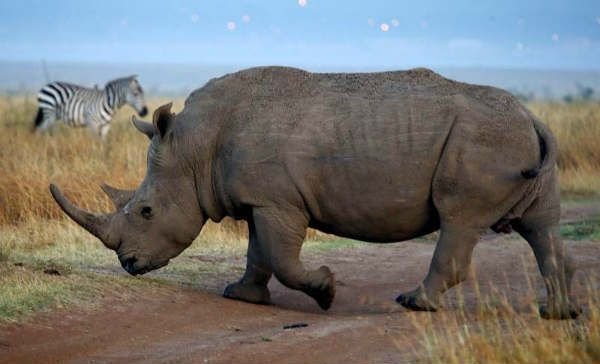 Organización declaró extinto al rinoceronte negro de Mozambique