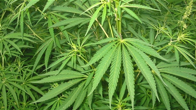 Oficialismo espera que 2013 sea el último año de marihuana ilegal en Uruguay