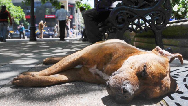 Municipalidad de Santiago sancionará abandono de mascotas