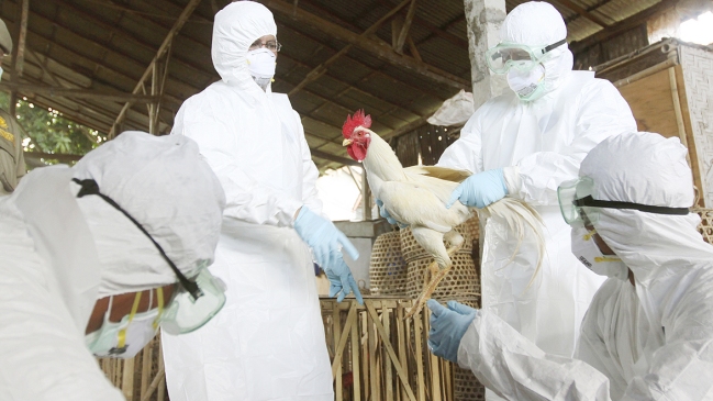 Corea del Norte confirmó brote de gripe aviar H5N1 en el país