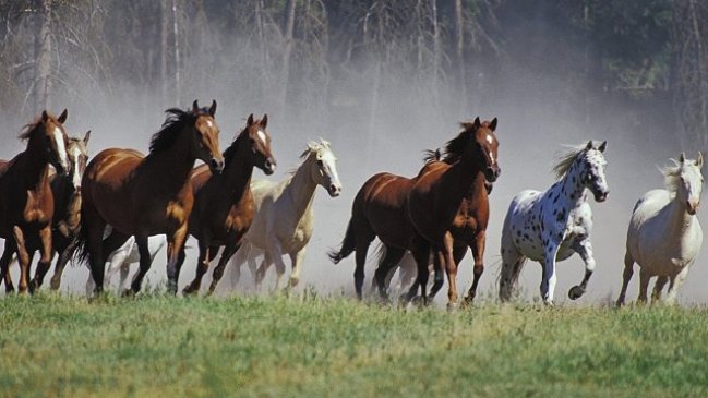 Caballos salvajes para portada de FaceBook - Imagui