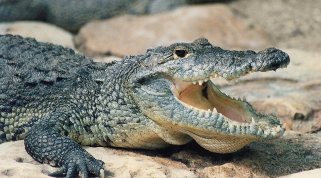 Un cocodrilo se coló en el Parlamento tailandés