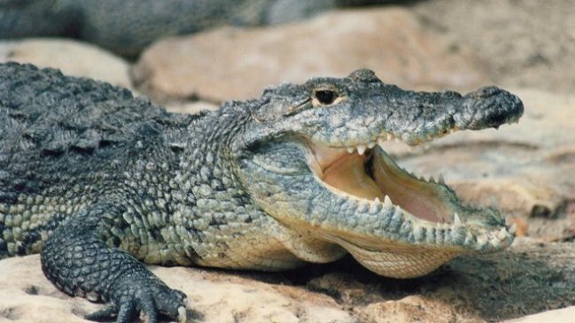 Un cocodrilo se coló en el Parlamento tailandés