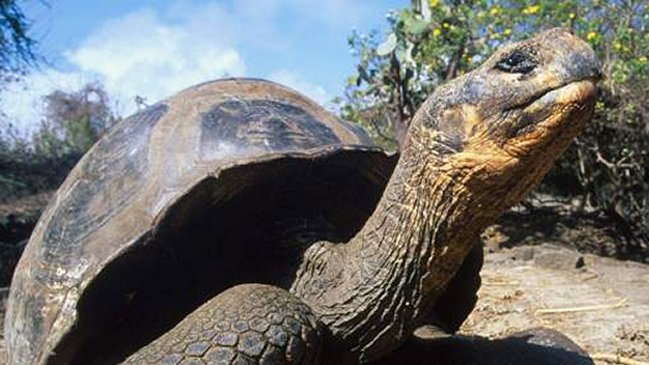 Tortugas gigantes vivieron en la Amazonía antes de emigrar a Galápagos