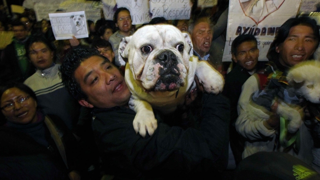 Diputados bolivianos analizan proyecto que veta razas de perros consideradas peligrosas