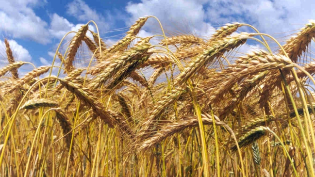 Hallazgo de trigo mutado en EE.UU. estremece los mercados agrícolas mundiales