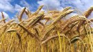 Hallazgo de trigo mutado en EE.UU. estremece los mercados agrícolas mundiales