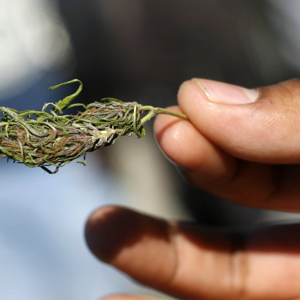 EE.UU.: Vermont descriminalizó posesión de pequeñas dosis de marihuana