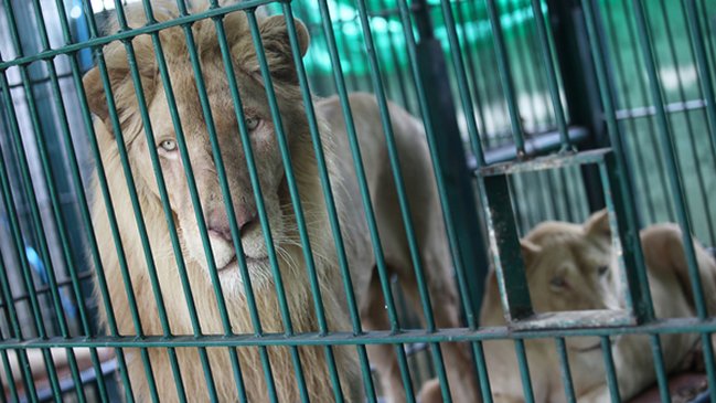 Policía tailandesa rescató 14 leones del comercio ilegal