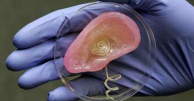 Un oído biónico gracias a una impresora 3D y células bovinas