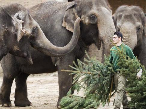 Manada de elefantes causó pánico al irrumpir en una ciudad india
