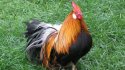 Lo Peor de lo Nuestro: Un "gallito" complicó al equipo de Al Aire Libre