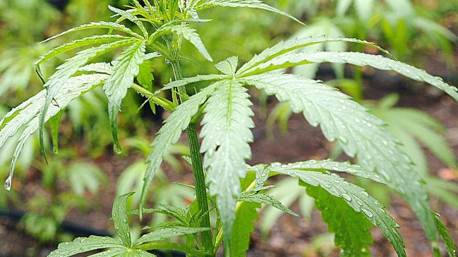 Ciudad alemana amaneció con una 