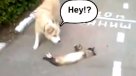 Gato se hace el muerto para salvar su vida