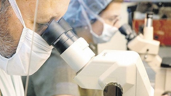 Antibiótico veterinario se acerca a tratamiento contra cáncer infantil