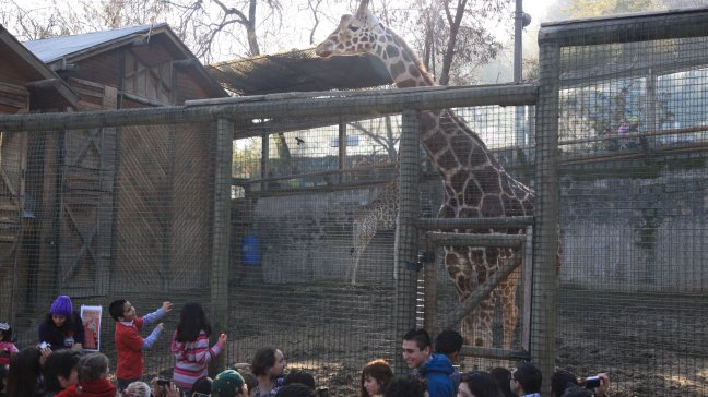 Zoológico debió cerrar dos veces este martes por exceso de público
