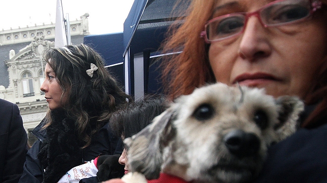 Una de cada tres mujeres extrañan más a su perro que a su pareja en vacaciones