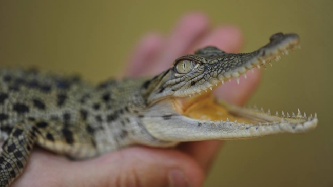 Australia obsequió un bebé cocodrilo al hijo de Kate y Guillermo