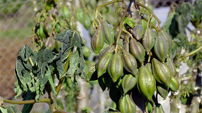 Bajas temperaturas generaron graves efectos en plantaciones de papayos