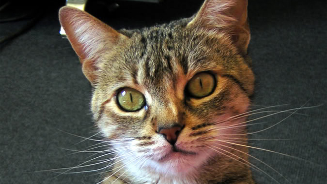 Descubren por qué los gatos dan alergia