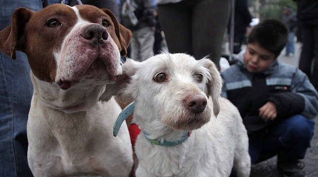 Estudio reveló que los perros también se expresan con gestos faciales